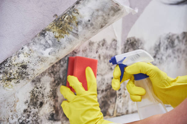 Why You Should Choose Our Mold Remediation Services in Plum, PA